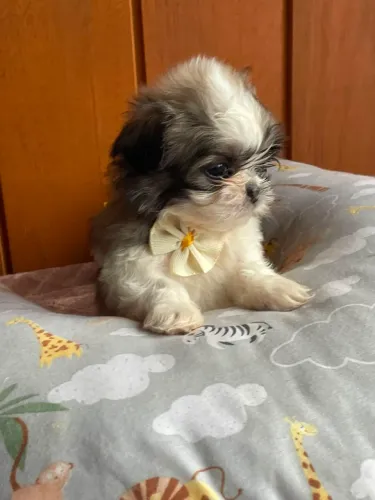 Filhotes de shih tzu mini