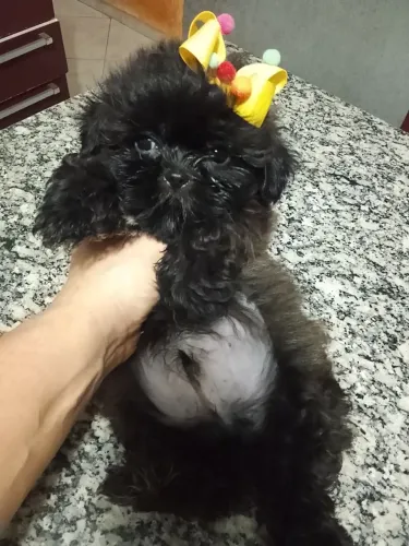 Shih-tzu baby face micro (machinho