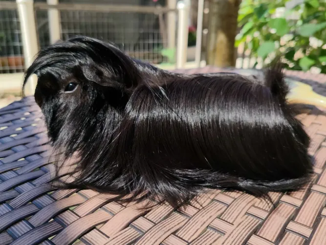 Porquinho da índia PERUANO