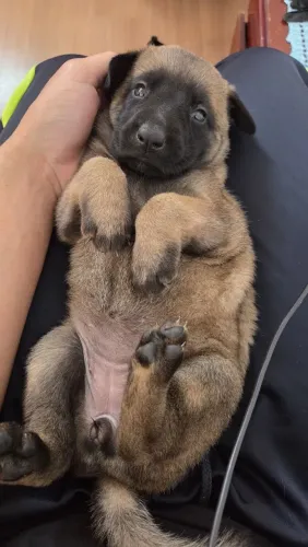 Pastor malinoas 