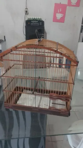 Gaiola disponível para bigodinho 
