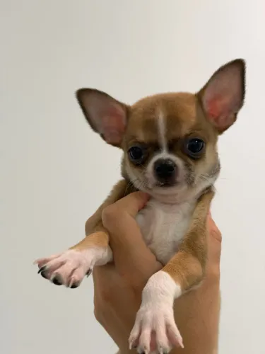 chihuahua macho pelo curto