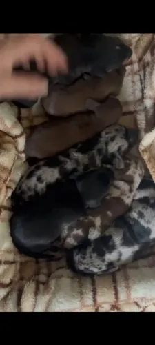 Filhote daschund mini arlequim 
