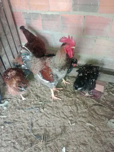 Galinha galo pintos ovos Gsb
