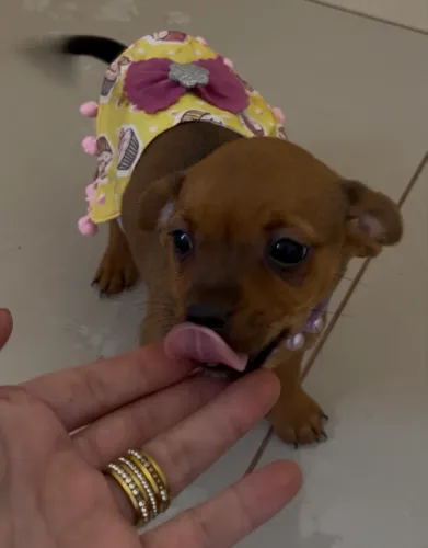 Pinscher fêmea
