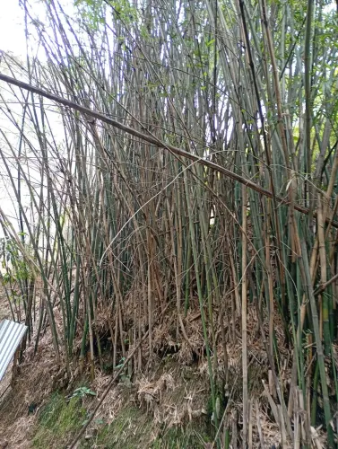 Bambu , um monte, acho deve ser 500 bambus
