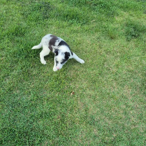 Borde collie machinho