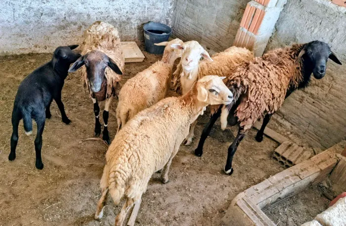 Carneiros e ovelhas