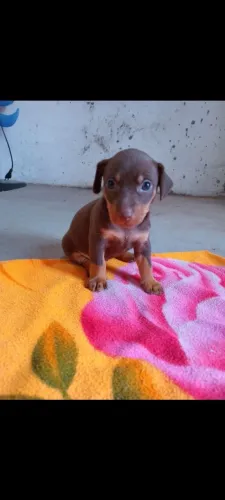 Filhote de pinscher 