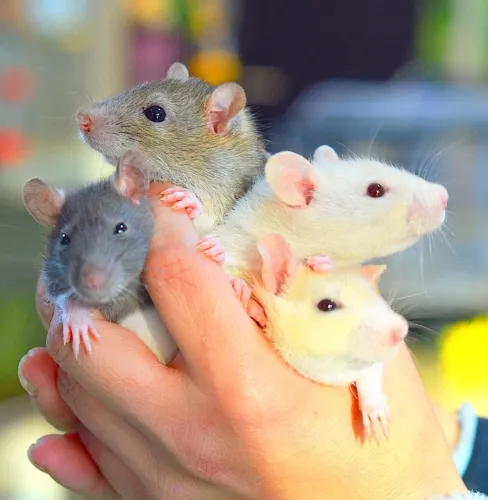 Rato Twister machos e fêmeas hamsters e roedores