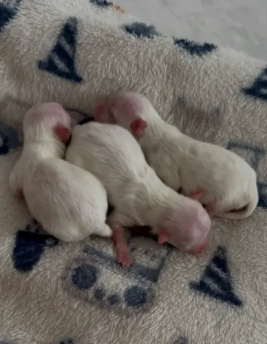 Filhote de Lulu da Pomerânia Branca Fêmea - Spitz Alemão anão