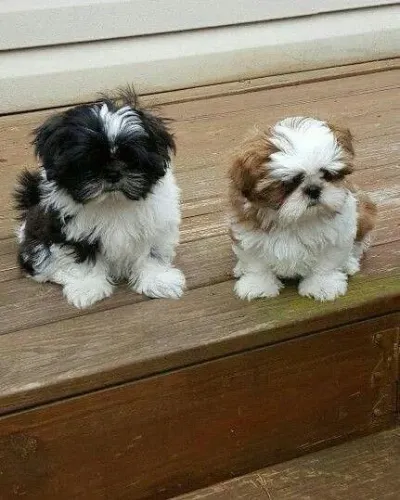 Shih tzu lindos e encantadores
