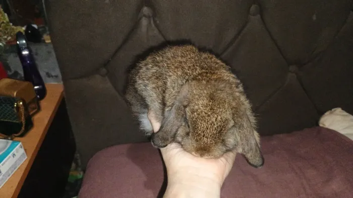 Coelho Mine lop