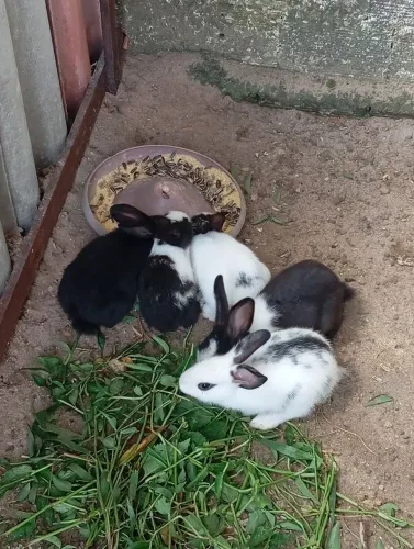 COELHOS