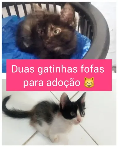Duas gatinhas fofas para adoção