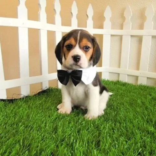 Beagle Um presente para aquecer o coração