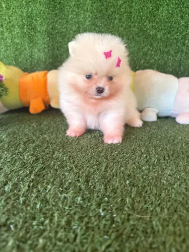 Lulu da pomerania -fêmea