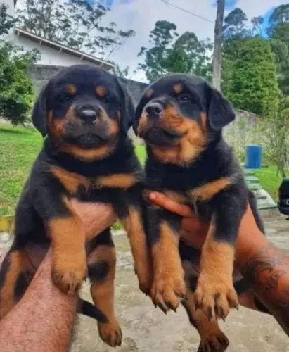 Rottweiler Filhotinho com aquele toque especial