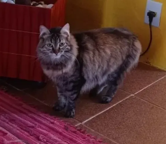 Gatinha para adoção responsável Linnnnnnda aproximadamente 1ano e 6 meses castrada.