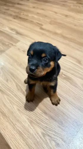 Rottweiler macho 