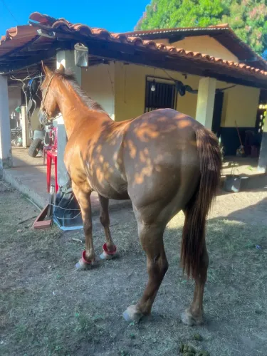 Cavalo