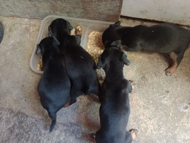 Filhote de cachorro pinscher macho 450pra conversar disponível tres