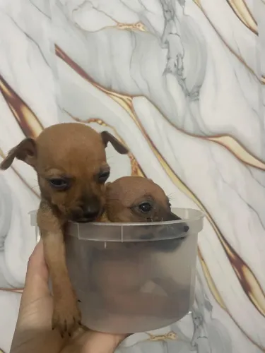 Vende-se Pinsher puro legítimo N1 1 mês