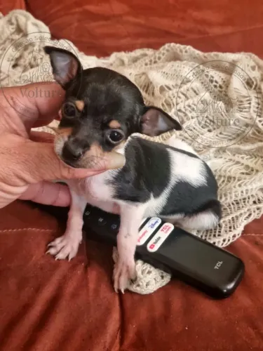 Pinscher menor tamanho entrega imediata e parcelo