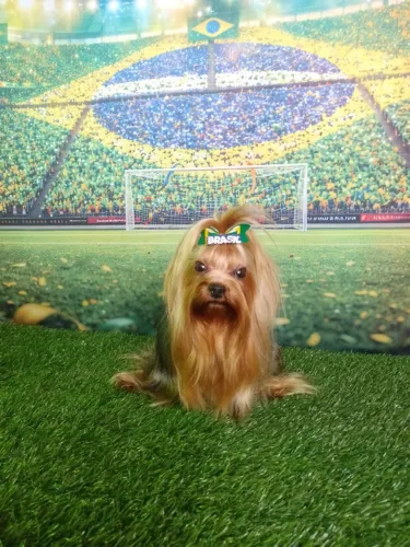 Macho atrás de NAMORADA