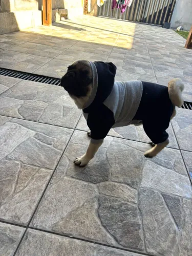 Filhote de Pug