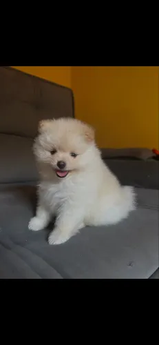 Vende-se um filhote de spitz alemão
