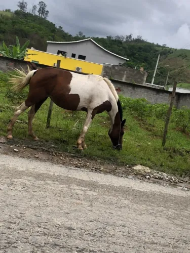 Cavalo