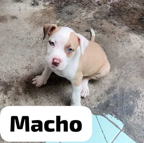 Filhote de Pitbull macho