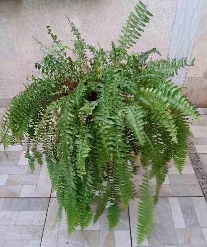 Linda Samambaia Americana.