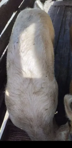 Porco