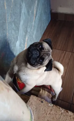 Venda Pug macho 2 anos