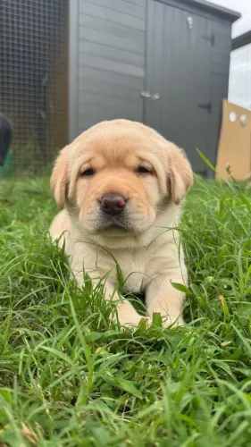 Macho e Fêmea de Labrador Filhotes com Pedigree