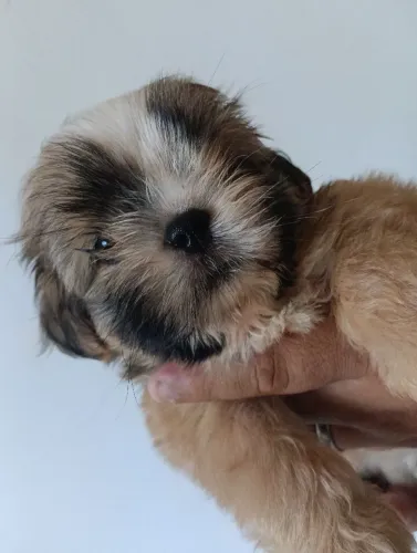 VENDO SHIH TZU MACHO