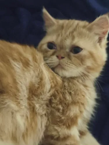 Filhote de gato persa