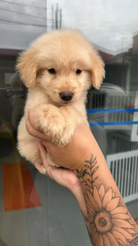 Filhote de golden retriever ama água 