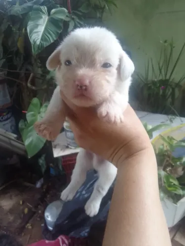 Adoção de filhotes de cachorro da raça basset com poodle
