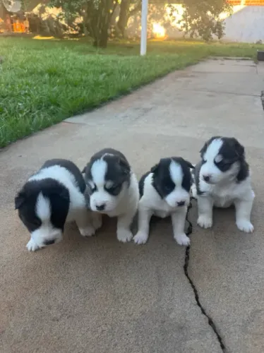 husky para doação 