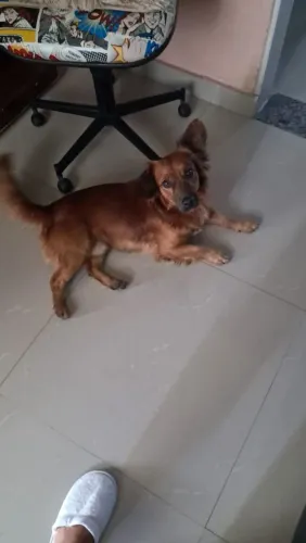 Doação de cachorro