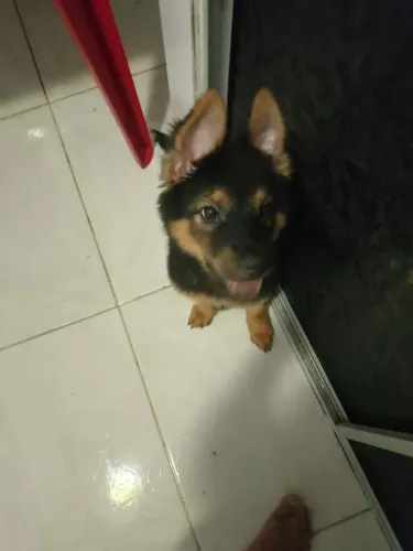 Cachorra pastor alemão