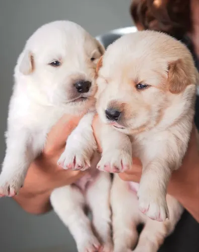 Filhotes de Golden