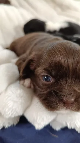 Shih tzu chocolate