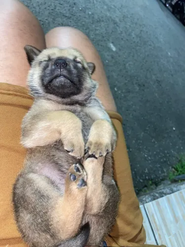 Cachorro pra vende 
