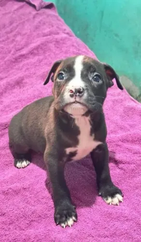Filhote de Pitbull Super Fofo e Dócil, Preto com Manchas Brancas.