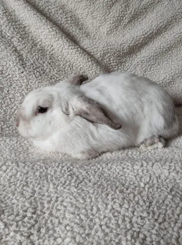 Coelha mini lop uruguaio