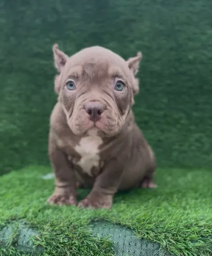 American bully micro macho